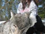 northwestontariowolfhunts