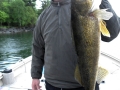 Nice Walleye caught on Lake of the Woods