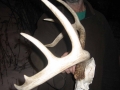 2014-deer-hunt-whitetail1